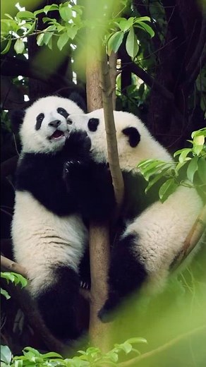 Panda Kung Fu Fight in the Forest #Panda #Wildlife #FunnyAnimals #Nature #shorts
