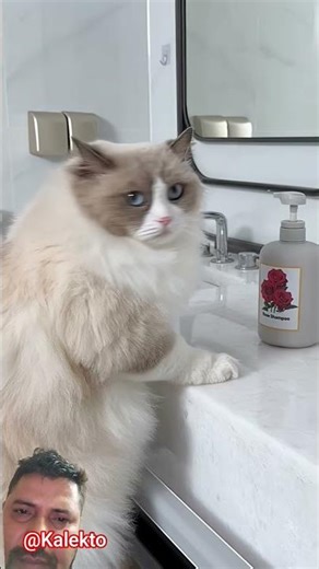 Would you dare to mess with a vindictive cat like Puff?#cat #christmas #prank #thatlittlepuff #diy