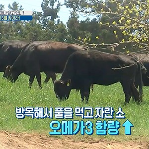 일상 속 숨은 오메가3를 찾아라! '같은 소고기도 [ ? ] 소고기가 좋다!' | 기사상세 | iMBC 연예
