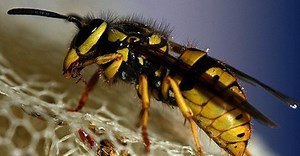 Wasps Do a lot More Good For the World Than You Might Think