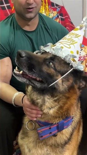 Cappy Birthday 🎂 #dogbirthday #dogbirthdaycake #shortsfeed #viral