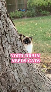 5.2K views · 248 reactions |  The Profound Connection: What Your Cat Does for Your Brain! The bond between humans and cats is a powerful force for good. We're exploring how this unique interspecies connection deeply impacts your brain's emotional centers and promotes a profound sense of well-being. #HumanAnimalBond #CatLove #EmotionalWellbeing #PetParents #Compassion #StrongerConnection #DeeperLove #SenseOfPurpose #UnconditionalLove | Floppycats | Facebook