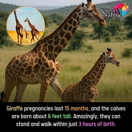 Giraffes have a unique and long pregnancy that lasts for 15 months. That's almost a year and a half! When a baby giraffe, known as a calf, is finally born, it is already around 6 feet tall. This is quite impressive since most human babies are only about 2 feet tall at birth! One of the amazing things about giraffe calves is how quickly they grow and become mobile. Just three hours after they are born, they can stand up and even start to walk. This quick ability to move is important for their sur