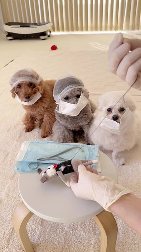 猛勉強中のインターン。 #犬との暮らし #トイプードルのいる暮らし #いっぬ #いぬのいる暮らし #犬好きさんと繋がりたい