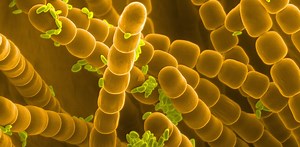 Small world: does ecology reach all the way down to the subatomic scale?