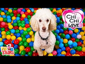 All About Poodles - ChiChi LOVE
