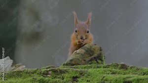 red squirrel sits on log behind stump, feeds on seeds, occasionally forages from hollow, looks around, blinks, runs off, second squirrel runs past