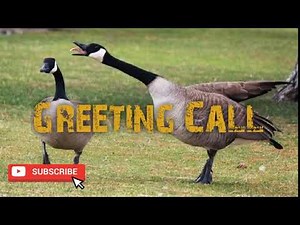 Duck Hunting Call - Canadian Goose Greeting - Free Download