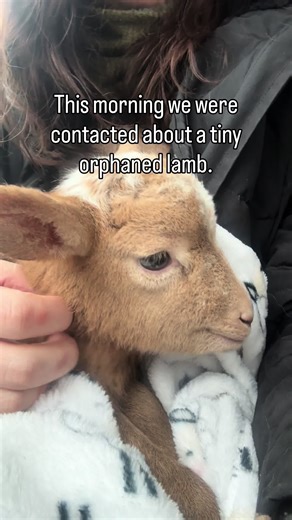 We were contacted this morning by a local farmer who said she had found a newborn orphaned lamb in the barn. He had wedged himself into an awkward space and none of the sheep were claiming him, which means he likely didn’t get colostrum. She didn’t know if he would survive because of this, but asked if we wanted to take him. This little one is now on his way back to the sanctuary. He’s super sleepy (we caught a perky moment in the video) but got some colostrum replacer and will have more soon. A