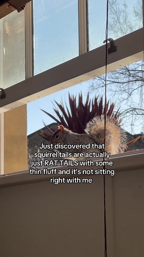 Squirrel Tails: The Surprising Truth Behind Their Appearance