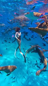 Ocean traffic jam. 🚦🦈 #scubadiving #scuba #diving #shark #freediver #diver #UnderwaterWorld #underwaterphotography #ocean #oceanlife #divingtrip 📷@gadormunta | Scuba Diving Shop