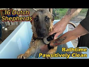Bathtime | Paw-sitively clean | EP.10 | Bathing all 16 Dutch Shepherds.