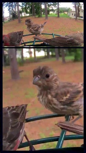 Very Vocal House Finches
