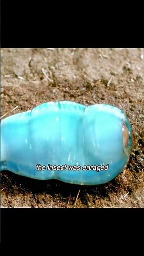 Alien Ice Worms Invade Earth Absorbing Heat Allows Mutation and Evolution #ScienceFiction #Comedy