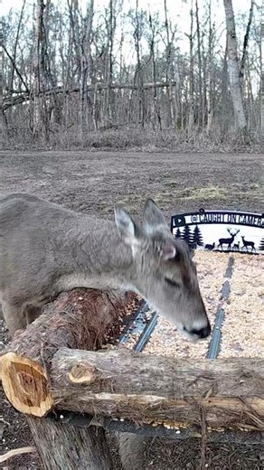 Right After He Lost His Antlers… 🦌