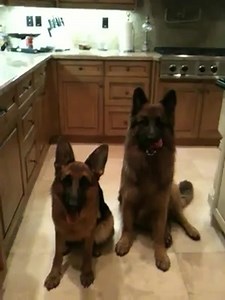 This is some seriously cute synchronized head tilting! Video by Rayetta Philen | The German Shepherd Dog Community