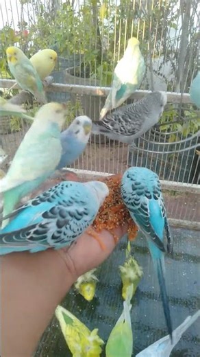 The Rarest Budgie Color You’ll Ever See 😍💛