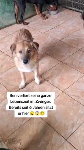 Seit 2020 fristet er hinter Gittern sein Dasein....🆘😪😢 Er kennt jeden Winkel seiner kleinen Welt 😭 aber nicht die Geborgenheit eines Sofas, die Wärme eines eigenen Körbchens oder das Gefühl, wirklich anzukommen. 😢 🆘 Wir suchen dringend ein erfahrenes Zuhause oder Pflegestelle für ihn 🙏 ❤️ Ben ❤️ 🐾 Rüde 🐾 ca. 2017 geboren 🐾 ca. 40 cm 🐾 Mischling 😪 Shelter Rumänien- Paws United ( mind. 2020) 🙏 Futterpate gesucht 🥲 Er hat keine Aufmerksamkeit, tristen Alltag und kaum menschlichen Kont