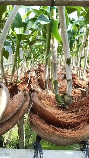 Planting orchids with coconut fiber just by placing it #orchids #orchidflowers #orchidcare #plantingorchids #orchidplant #gardening #orchid #ricoorchid | Rico Orchid