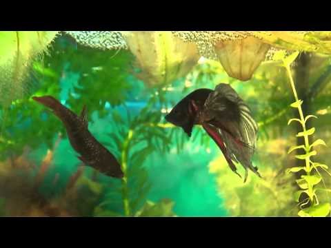 Betta Splendens Breeding