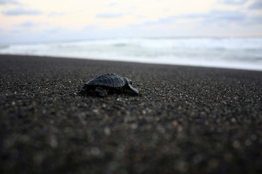 Find out Which Predators Eat Sea Turtles