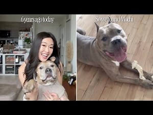 Watch: Dog Finds Forever Home After 640 days in Animal Shelter Emotional Staff