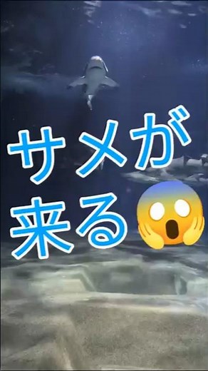 🌏【生き物観察】怖いサメが来る #生き物 #アクアワールド大洗 #サメ