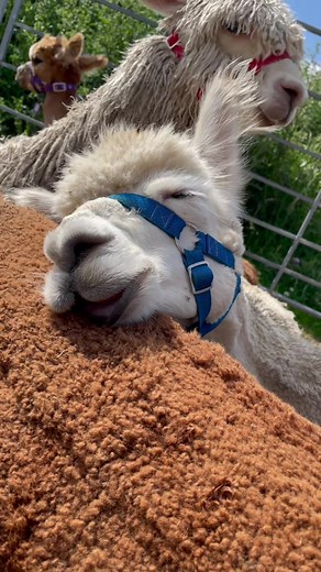 Our Cappuccino catching some Z's before a busy day🥺 #alpacas #alpacas #alpacasoftiktok #brackenfieldalpacas #peakdistrict #CruelSummerConfessions #