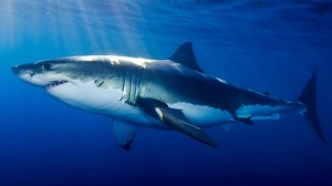 Un grand requin blanc record capturé et marqué en Floride