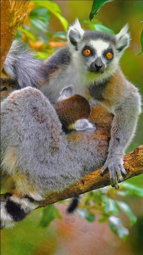 Cutest Ring-Tailed Lemur Sounds – Funny Wild Animal in Action|Funny Animals|Wildlife|Nature