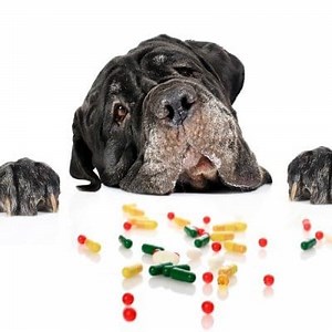 What is Famotidine in Dogs and what is it for ▷➡️ Postposmo