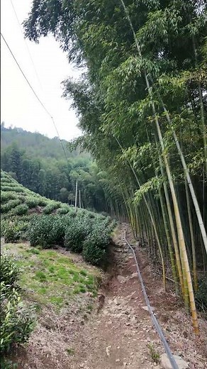 ASMR Walking Through the Tea Plantations and Towering Bamboo Forests of China #bambooforest #nature
