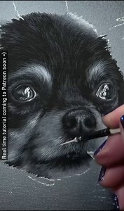 My current acrylic painting focuses on building up values to achieve sharp contrast. Working in greyscale is one of the best ways to practice this and it massively helps improve our colour based paintings. This section of the painting may be small but with the right approach and using good brush technique tiny details can be achieved. I'm using smaller brushes to ensure the lighter pressure applied both work together in helping creating those super fine hairs. - - - 8" x 10" acrylic painting Ref