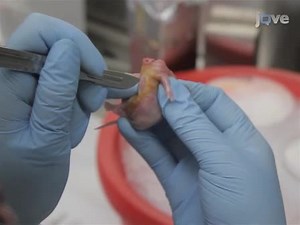 Encapsulation of Cardiomyocytes in a Fibrin Hydrogel for Cardiac Tissue Engineering