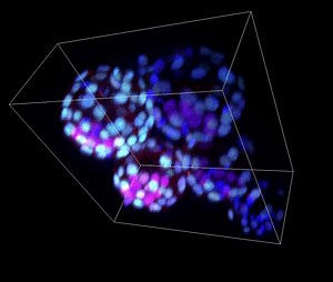 File:Detrimental-Effects-of-Microgravity-on-Mouse-Preimplantation-Development-In-Vitro-pone.0006753.s002.ogv - Wikimedia Commons