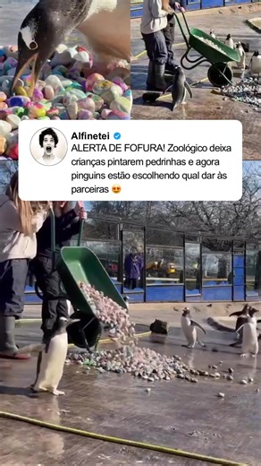 Pinguins Gentoo em Edimburgo: A Magia da Reproduçāo