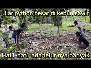 THE DISCOVERY OF A LARGE PYTHON AND ITS EGGS UNDER A PILE OF PALM OIL LEAVES MAKES THIS FARMER AF...