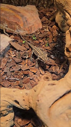 Baby Bearded Dragon Energy! 🦎 ¡Energía de Dragón Barbudo Bebé! 🦎