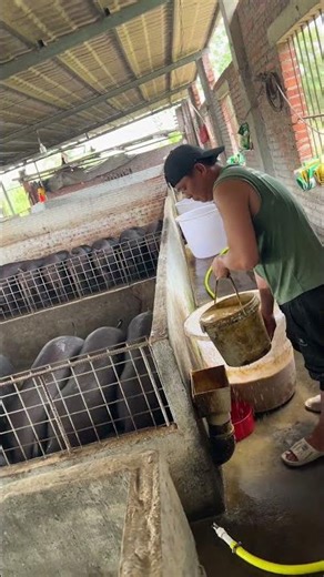 Amazing Pig Feed Farming #enjoybeautifullife #naturerurallife #rurallife #mycountrylife #pigfeed