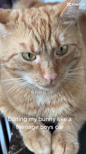 Orange cat mood #orangecat #mainecoon #norweignforestcat #bunny