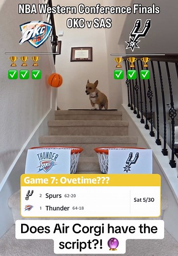 Air Corgi has PERFECTLY predicted all 6 games of the WCF 🤯 See who she picks to advance to the NBA Finals 👀 #thunder #spurs #nbaplayoffs #dogsoftiktok #corgi @STEPH FURRY | Fluffy Mamba