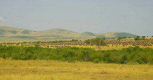 #AI can help us detect poachers before they act, alerting park rangers in near real time. With this technology we can help save the nearly 35K elephants that are poached each year. Watch this YouTube Originals episode to learn more. | Intel