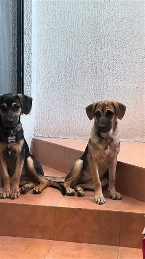 Hagan sus apuestas amigos… Shiro vs Los Terremotitos #viral #dog #mascotas #perrhijos #pets