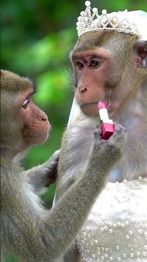 Cute Monkey Doing Makeup 🐵💄😂 | Funny Animal Shorts