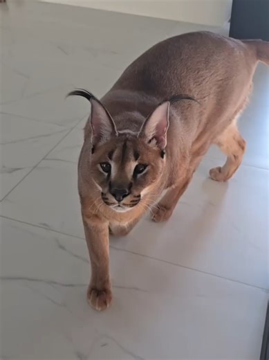 Floppa Perseus is chilling with his mom #bigfloppa #floppa #caracal #catsoftiktok