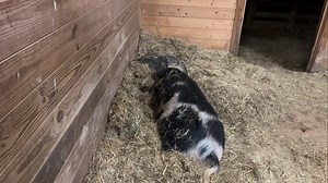 But how can I be sure that that is Dixon sleeping with Abby? If only he had some telltale physical characteristic to identify him by.😁💕🤪 | Frog Song Farm Sanctuary