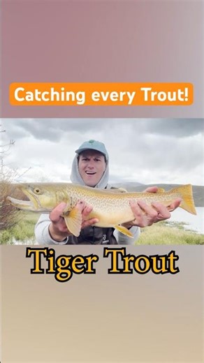 Catching every Trout part 2 Tiger Trout! #trout #tigertrout #fishing