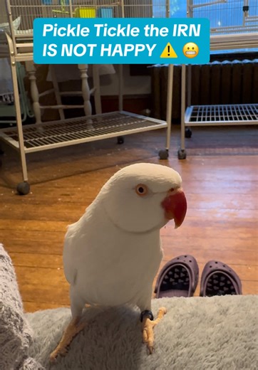 Pickle Tickle's Hilarious Training Stick Reaction