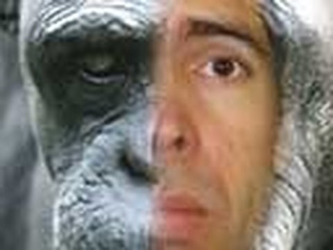 Are Humanzees Possible?