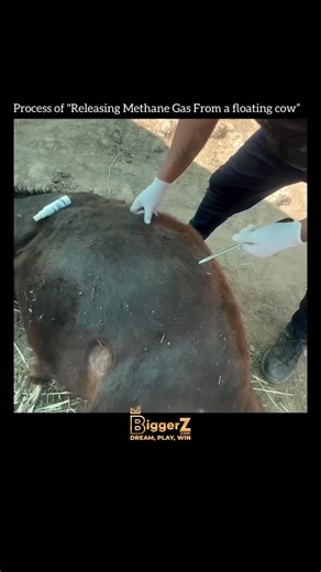 explaining on Instagram: "The flame you’re seeing? It’s coming from gas released out of a bloated cow’s stomach.Sounds wild, but here’s how it works cows naturally produce methane during digestion through a process called enteric fermentation.Inside their first stomach chamber the rumen microbes break down tough plant material and release methane as a byproduct.Most of the time, cows burp this gas out. But when too much builds up, the cow can become dangerously bloated, with gas putting pressure